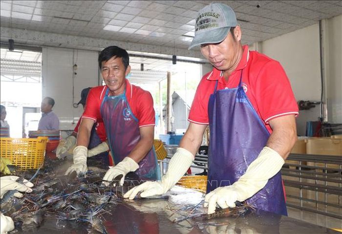 Cà Mau nâng cao giá trị tôm càng xanh. Ảnh Tuấn Phi/TTXVN
