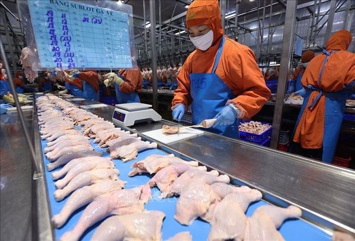 Phân loại sản phẩm thịt gà ở nhà máy của Công ty C.P Việt Nam, (Khu Công nghiệp Phú Nghĩa, xã Phú Nghĩa, thành phố Hà Nội). Ảnh: Vũ Sinh/TTXVN