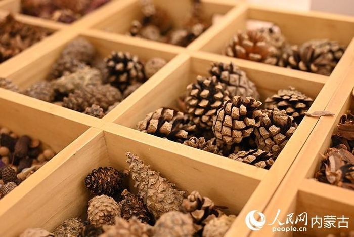 Các vật liệu dùng để làm tranh từ quả thông được trưng bày tại bảo tàng nghệ thuật. Ảnh: People's Daily Online/Liu Yilin