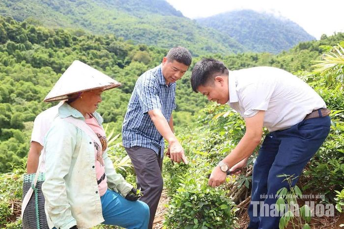 Cây chè đang được xã Trung Hạ tập trung xây dựng trở thành sản phẩm OCOP đặc trưng của địa phương.