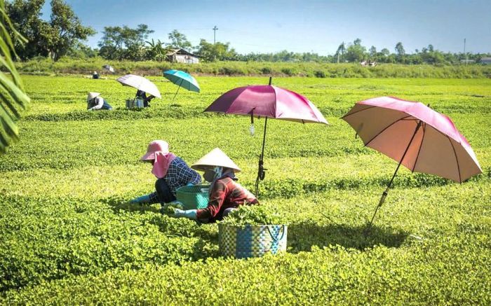 Huế kỳ vọng đưa những sản phẩm đặc trưng địa phương từ thị trường nhỏ đến các kênh phân phối rộng hơn. Ảnh: UBND TP. Huế.