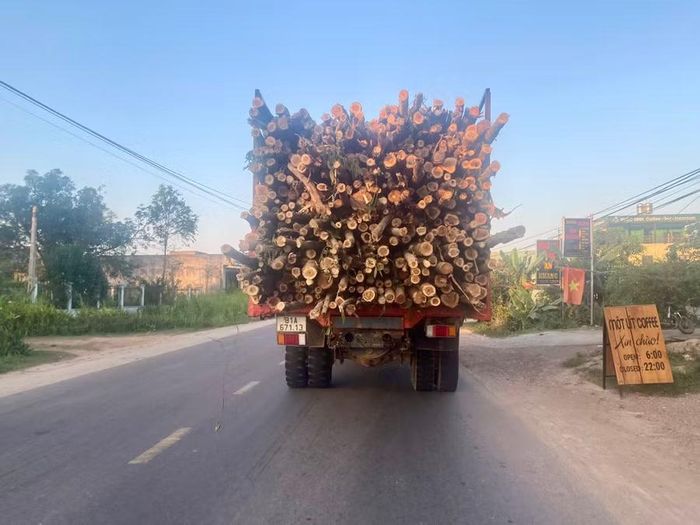 Hoạt động vận chuyển gỗ rừng trồng tại các tuyến đường lên cao nguyên La Vuông (phường Hoài Nhơn Bắc) sẽ tạm dừng từ 28-8-2026 đến hết ngày 2-9-2026. Ảnh: Nguyễn Chơn