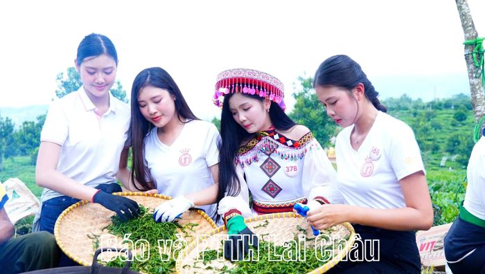 Thí sinh trải nghiệm các công đoạn chế biến chè ở đồi chè Tân Uyên.