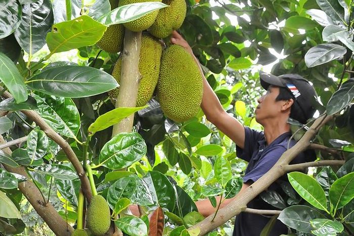Chăm sóc vườn mít