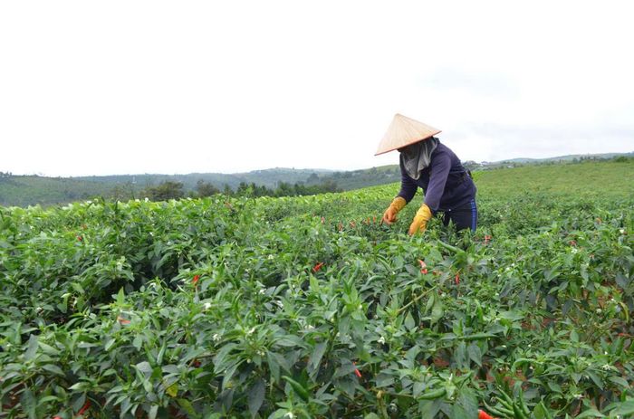 Xã Tuy Đức có 300 ha sản xuất VietGAP