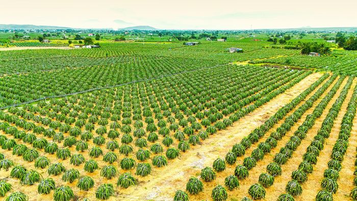 Vùng trồng thanh long tại xã Hàm Thuận Nam