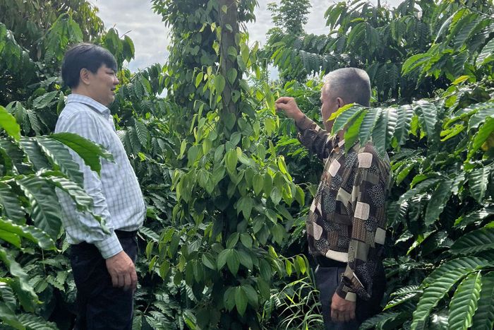 Ông Lương Anh Tuấn - Giám đốc Trung tâm Trồng trọt và Bảo vệ thực vật miền Trung (Mặc áo sọc trắng) nói chuyện với hộ dân trồng tiêu