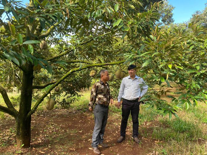 Ông Lương Anh Tuấn - Giám đốc Trung tâm Trồng trọt và Bảo vệ thực vật miền Trung (bên phải) thăm một vườn sầu riêng