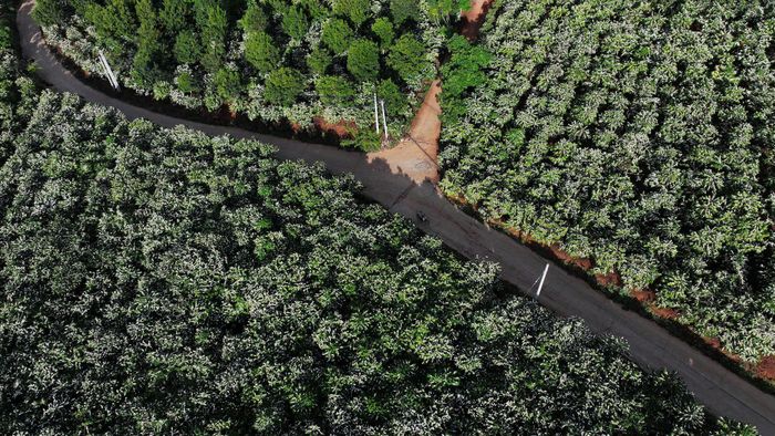 Những vườn cây ăn trái trĩu quả
