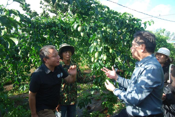 Các chuyên gia đầu ngành về nông nghiệp trong nước đánh giá cao mô hình Chanh leo thao tác đạt chuẩn quốc tế tại xã Nam Hà Lâm Hà