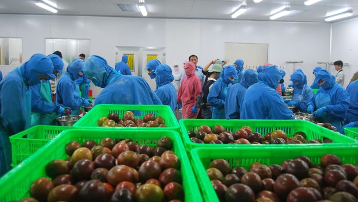 Khu vực chế biến chanh leo xuất khẩu tại một doanh nghiệp ở xã Phú Sơn Lâm Hà