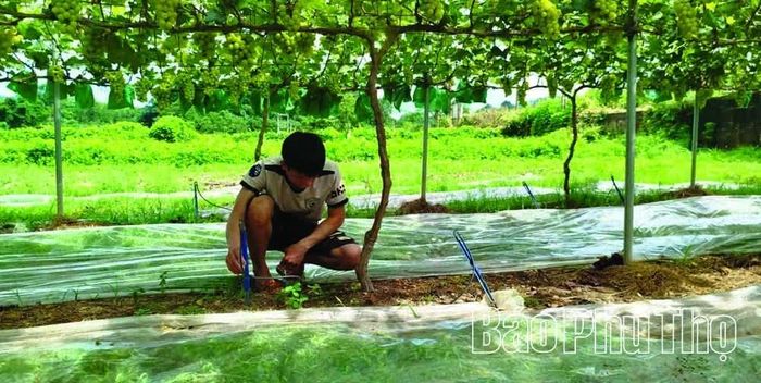 Mô hình tưới nhỏ giọt cho cây ăn quả của gia đình anh Nguyễn Văn Sơn giúp tiết kiệm chi phí điện, nước, nâng cao hiệu quả sản xuất.