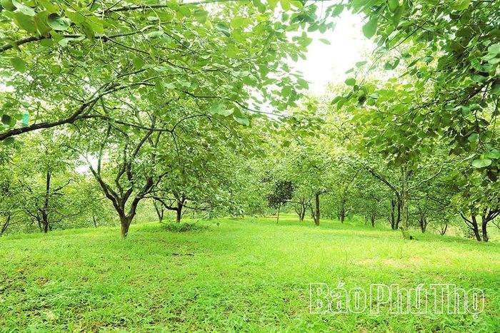 Những vườn hồng xanh mướt là nơi du khách có thể lưu giữ những bức ảnh đẹp.