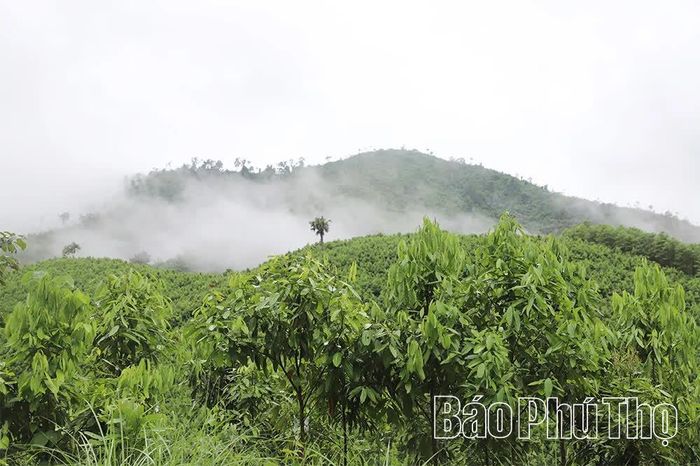 Hàng ngàn ha quế đã biến Trung Sơn thành "thủ phủ" quế - một loại cây dược liệu quý và tạo ra tiềm năng cho phát triển du lịch, nghỉ dưỡng, phát triển kinh tế - xã hội.