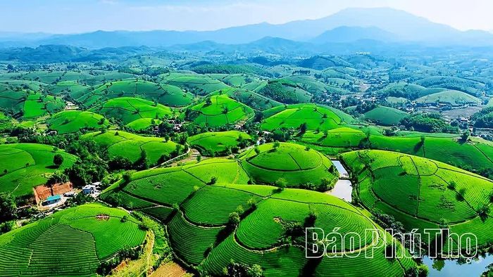 Đồi chè Long Cốc vừa là vựa nguyên liệu chè chủ lực, vừa là hệ sinh thái du lịch xanh được mệnh danh là “vịnh Hạ Long vùng Trung du”.
