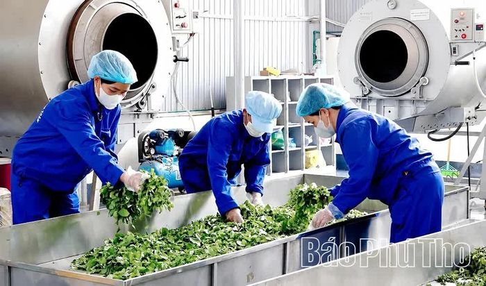 Chuẩn bị nguyên liệu để sao chè tại HTX sản xuất chè an toàn xã Long Cốc.