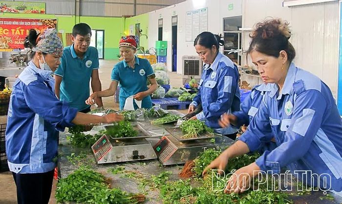 Sơ chế, đóng gói sản phẩm rau an toàn tại Hợp tác xã Sản xuất và kinh doanh nông sản sạch Lâm Thao.
