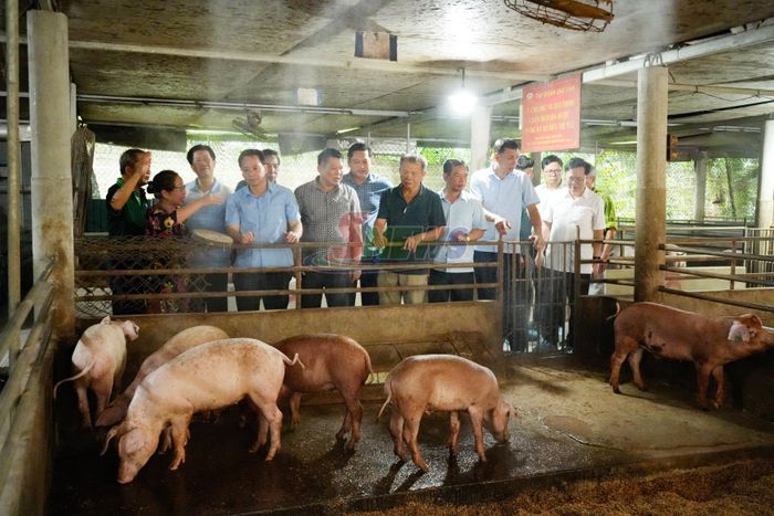 Chuỗi liên kết giá trị chăn nuôi lợn hữu cơ giữa Tập đoàn Quế Lâm với hộ gia đình.