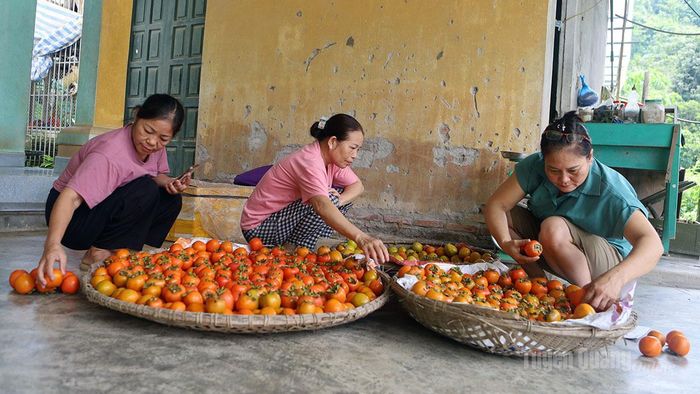 Thương lái khắp nơi đến thu mua hồng (ảnh phải).
