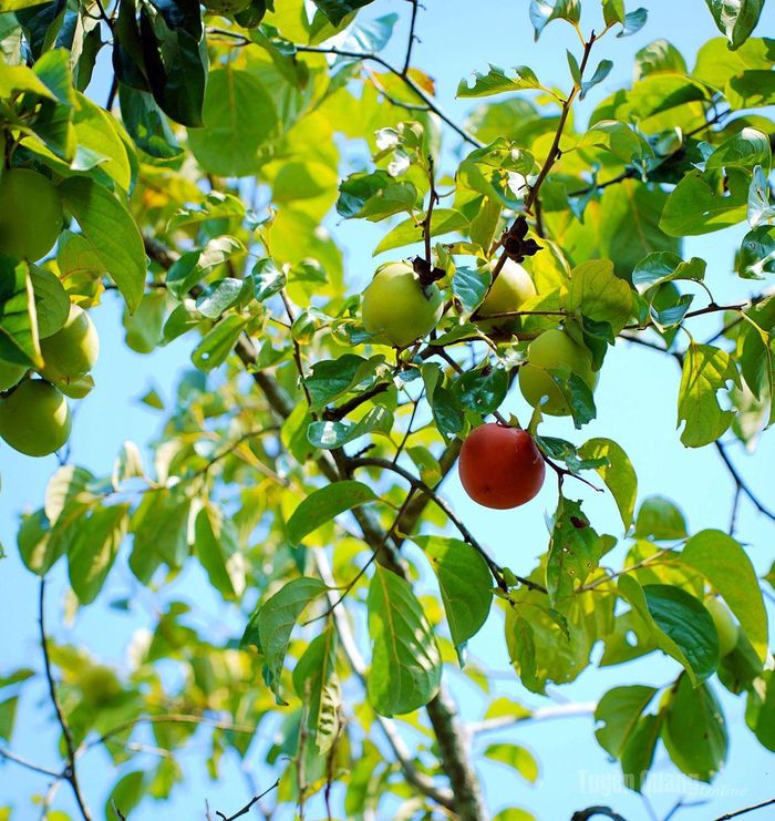 Quả hồng chín đỏ tạo khung cảnh nên thơ giữa bạt ngàn màu xanh.