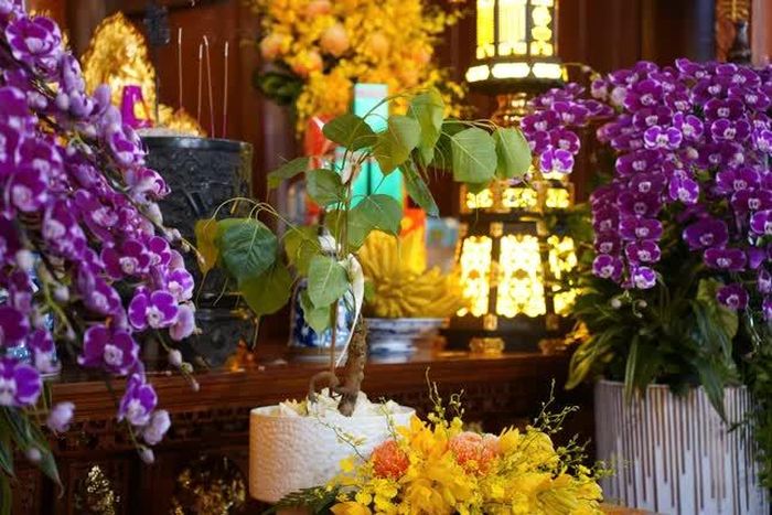 Cây bồ đề trồng tại chùa Vạn Phúc được chiết từ Đại Bồ đề biểu tượng thiêng liêng của Sri Lanka