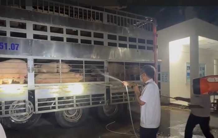 Tối 26/7, Trạm Kiểm dịch động vật Thủ Đức (Chi cục Chăn nuôi và Thú y TP. Hồ Chí Minh) kiểm tra 1 xe tải chở heo dương tính chất cấm Salbutamol vào địa bàn thành phố