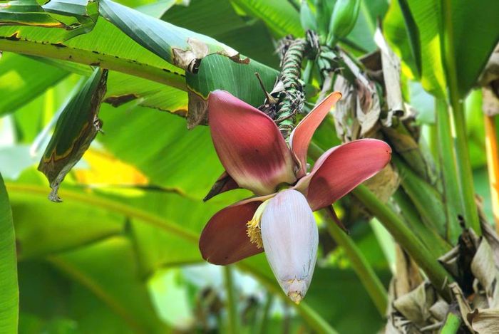 Những bắp hoa chuối đỏ tím là nguyên liệu chính cho nộm hoa chuối thanh mát.