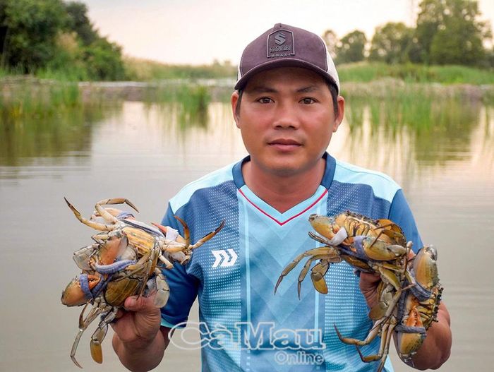 Người nuôi tuyển chọn những con cua cốm ngon đưa đến tay người tiêu dùng.