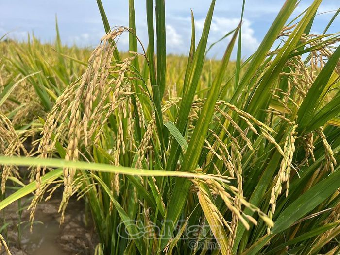 Hạt lúa hiện tại kể chuyện người nông dân bước vào một thời đại mới. (Ảnh: CHÚC CHI)