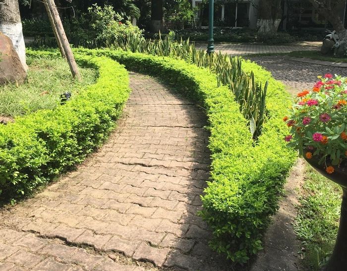 Cây chuỗi ngọc tô điểm cho hàng rào, lối đi. (Ảnh: Lamvuon)