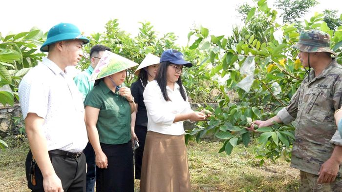 Xã viên Hợp tác xã Dịch vụ nông nghiệp Di Trạch chia sẻ kinh nghiệm trồng, chăm sóc ổi với các hội viên nông dân. Ảnh: Hữu Quang