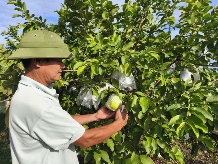 Mùa vụ thu hoạch ổi lê Di Trạch từ tháng 5 đến tháng 9 hằng năm. Ảnh: Hữu Quang