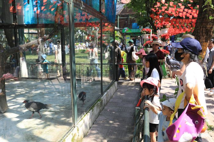 Vườn thú Hà Nội có diện tích khoảng 29ha, nơi đây nuôi dưỡng, chăm sóc gần 600 cá thể thuộc gần 90 loài, trong đó có nhiều loài động vật quý hiếm.