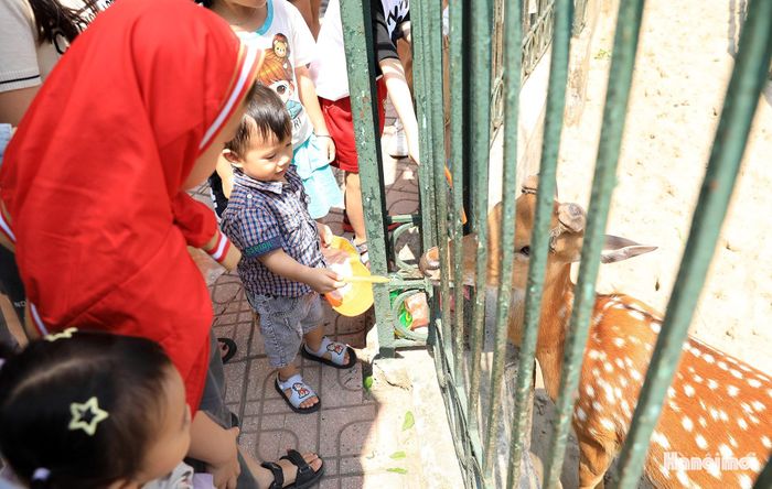 Bé Nguyễn Hoàng Anh (xã Đa Phúc) chia sẻ: “Con rất thích tham quan ở nơi đây và cho thú ăn. Con thấy các loài vật ở đây rất thân thiện với con người".