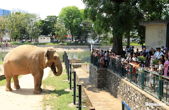 Khu vực chuồng voi luôn chật cứng khách tham quan.