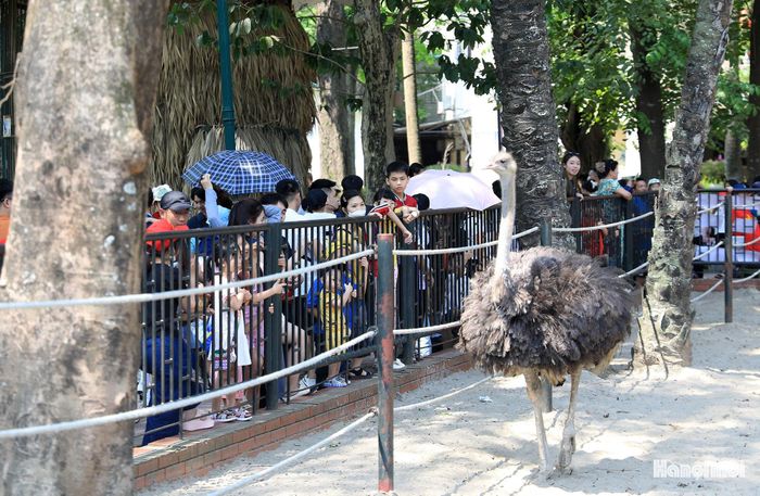 “Đây cũng là dịp để con gái được tiếp xúc, tìm hiểu các loại động vật”, anh Quang chia sẻ thêm.