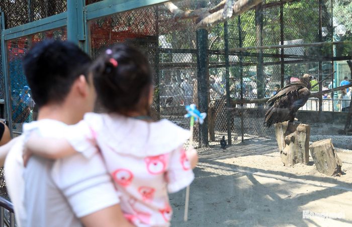 Anh Nguyễn Mạnh Quang (phường Hoàng Mai) chia sẻ: “Đợt nghỉ lễ kéo dài, nên gia đình tôi tranh thủ đưa con đi vườn thú xong ngày mai về quê ở Ninh Bình. Chúng tôi lựa chọn nơi đây bởi không gian rộng, thoáng mát và an toàn”.