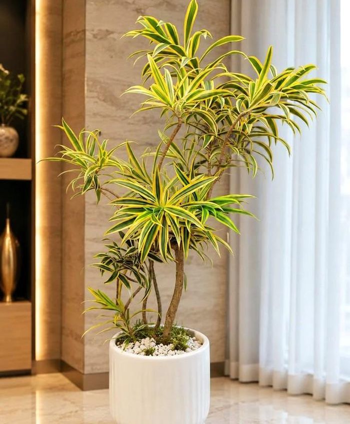 Trúc bách hợp cẩm thạch thích hợp khi đặt trong phòng khách, phòng làm việc, góc có ánh sáng nhẹ