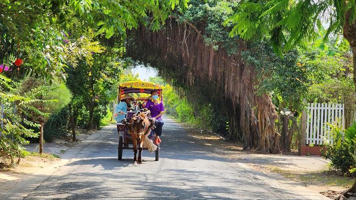 Du khách trải nghiệm xe ngựa trên con đường rợp bóng cây, khám phá nét bình dị của du lịch miệt vườn miền Tây tại Cồn Thới Sơn. (Ảnh: Thanh Lâm).