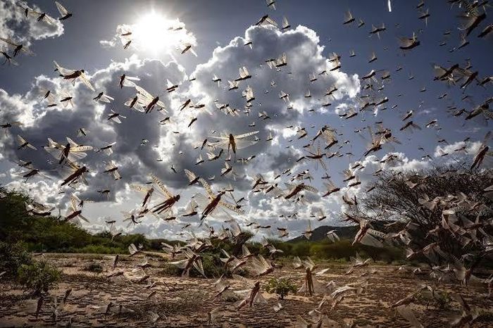  Châu chấu đã từng là nỗi ám ảnh của người Trung Quốc. Ảnh: Global Voices.