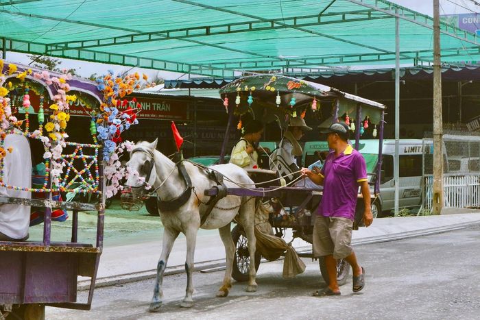 Du khách ngồi xuồng ba lá, nghe đờn ca tài tử và trải nghiệm xe ngựa ngày 30/8. Ảnh: Trúc Hồ.