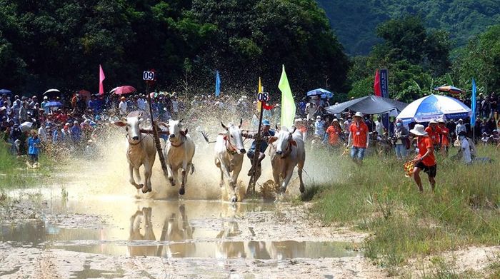 Lễ hội đua bò ở An Giang - bản sắc riêng của vùng Bảy Núi luôn thu hút đông đảo du khách trong và ngoài nước đến cổ vũ