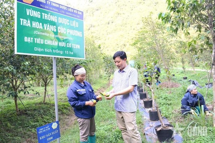  Anh Phạm Tiến Duật hướng dẫn kỹ thuật chăm sóc cây trà hoa vàng. Ảnh: MẠNH HƯNG