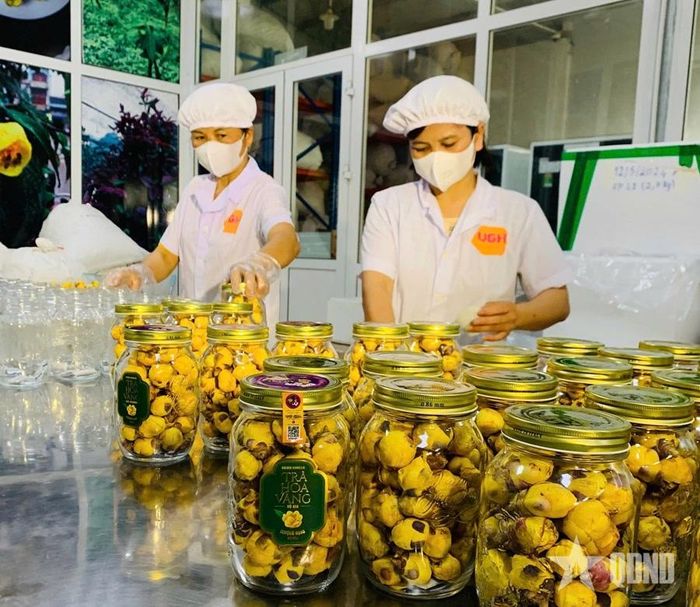 Công đoạn hoàn thành sản phẩm trà hoa vàng của Công ty TNHH Dược liệu Vũ Gia. Ảnh: MINH TIẾN 