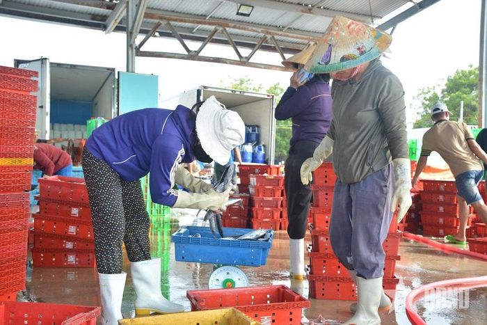  Cân từng mẻ cá.