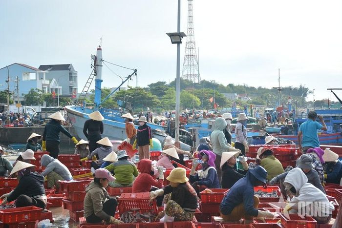   Phân loại cá ngay tại cầu cảng.