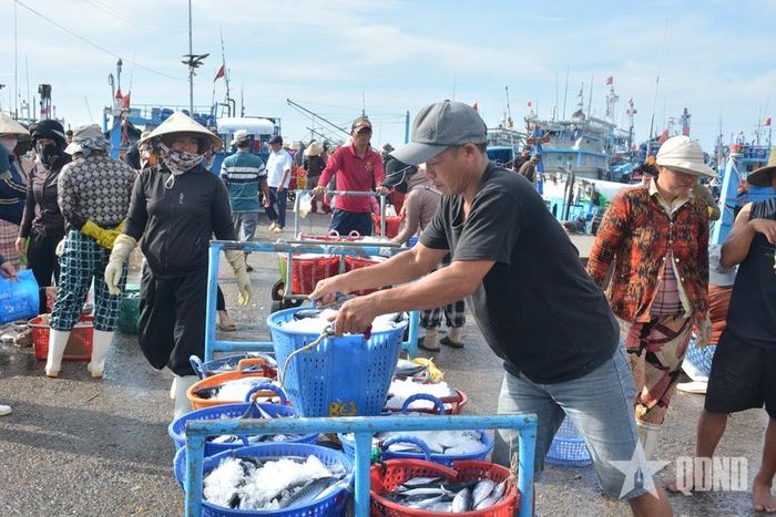 Vận chuyển hải sản vào khu tập kết để bàn giao cho thương lái.