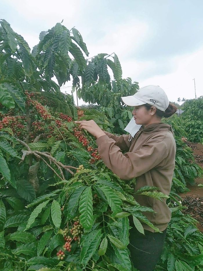 Nông dân tỉnh Gia Lai thu hoạch cà phê. Ảnh: Hùng Nguyễn