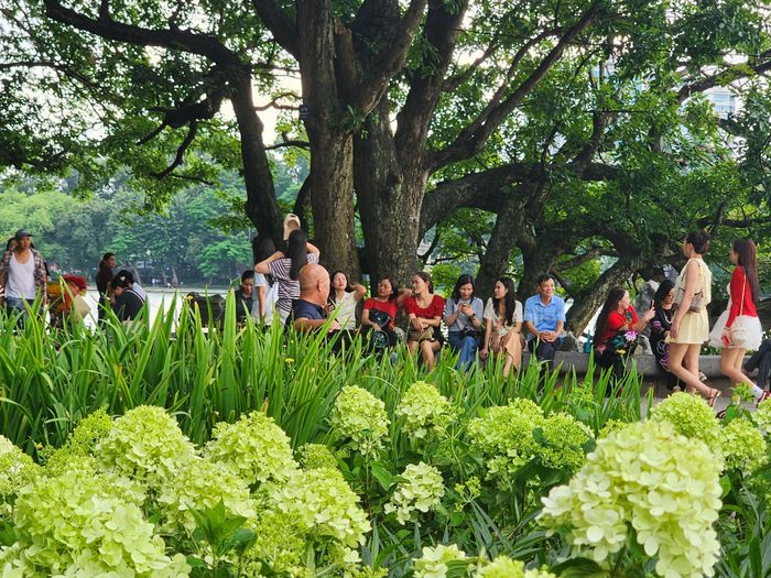 Dải cẩm tú cầu xanh xuất hiện ở hồ Hoàn Kiếm thu hút đông du khách khi đến với Hà Nội trong những ngày nghỉ lễ 2-9. Ảnh: THU HÀ