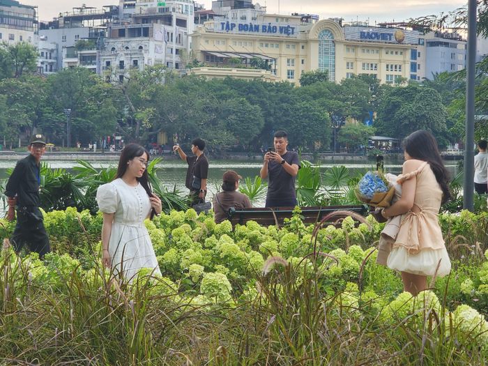 Nhiều bạn trẻ đến check-in tại dải hoa cẩm tú cầu xanh. Ảnh: THU HÀ
